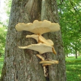 Popularne gljive koje ne rastu na drveću